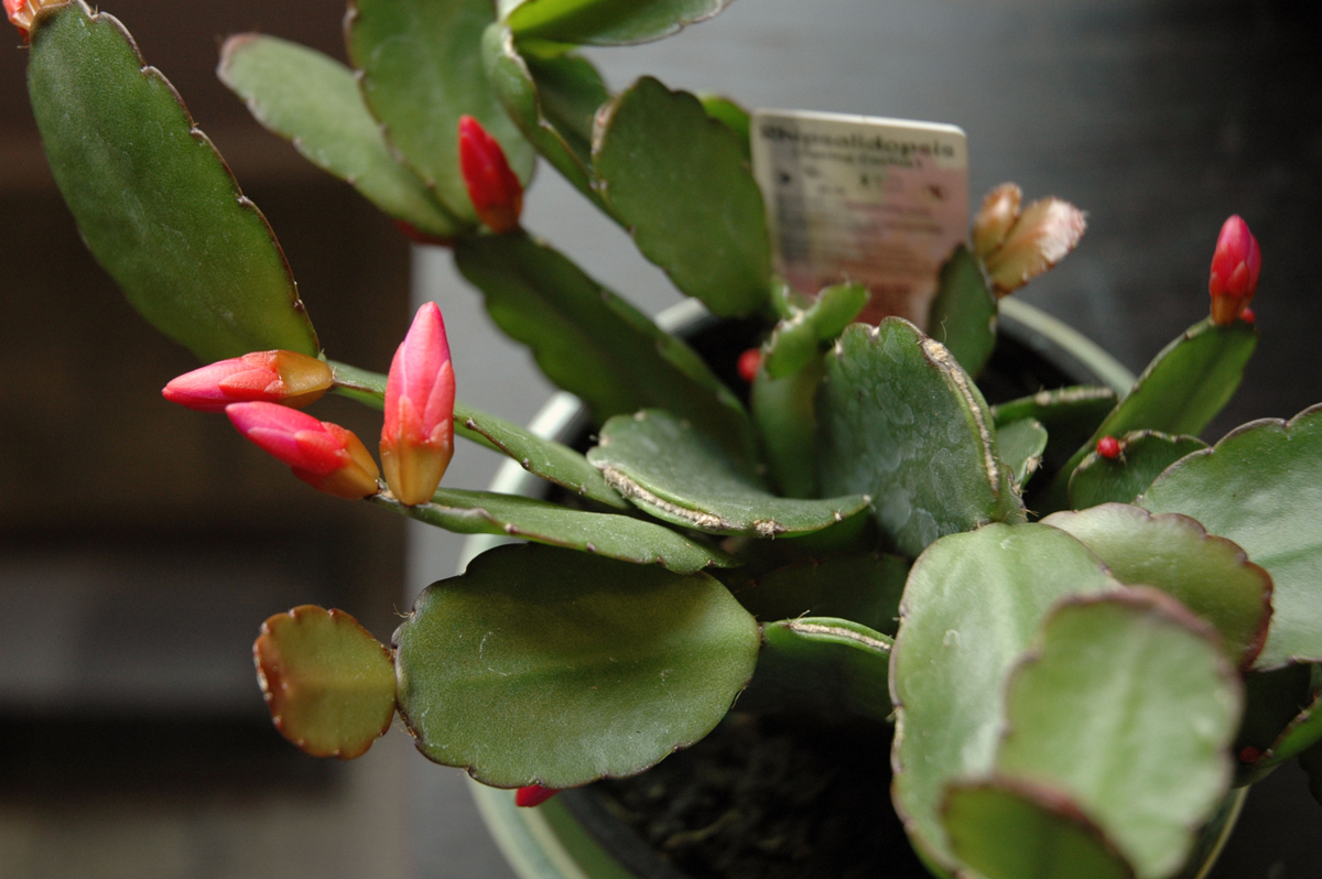 Easter Spring Cactus