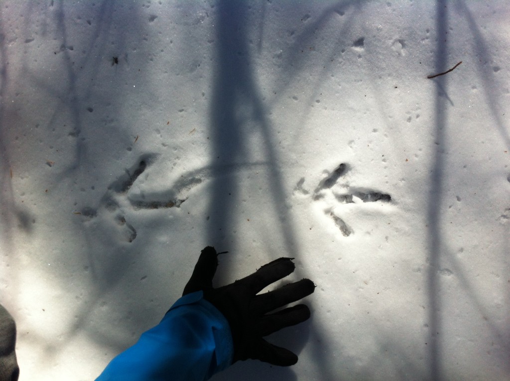 Huge wild turkey tracks - Chris' hand for context